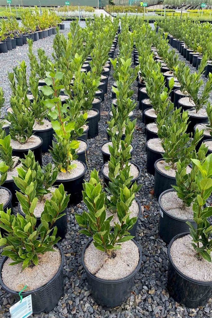 A group of Laurus nobils Miles Choice in 20cm black pots