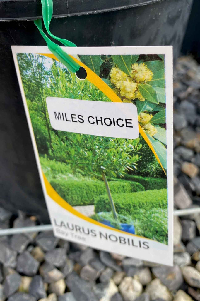 Laurus nobils Miles Choice plant label