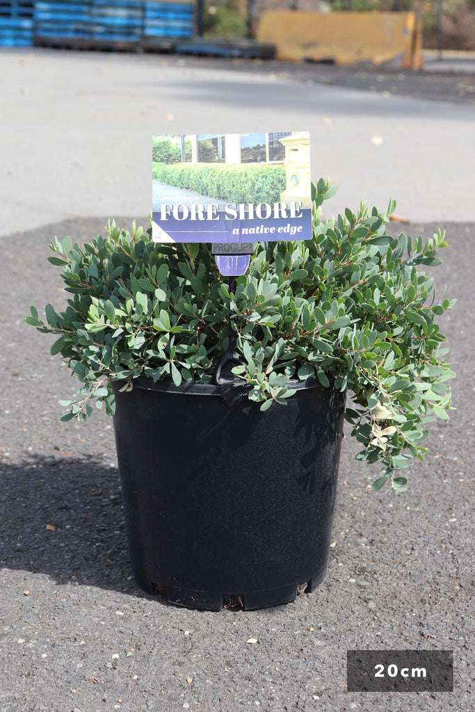 Leptospermum Foreshore in a 20cm black pot