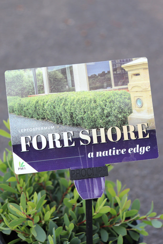 Leptospermum Foreshore label