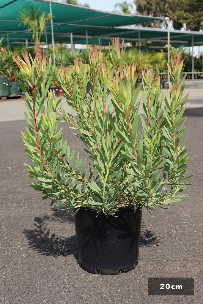 Leucadendron salignum Yellow Devil in a 20cm black pot