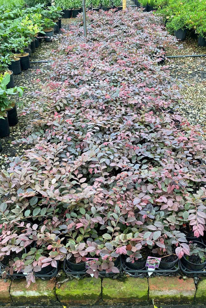 A group of Loropetalum China Pink in 14cm pots.