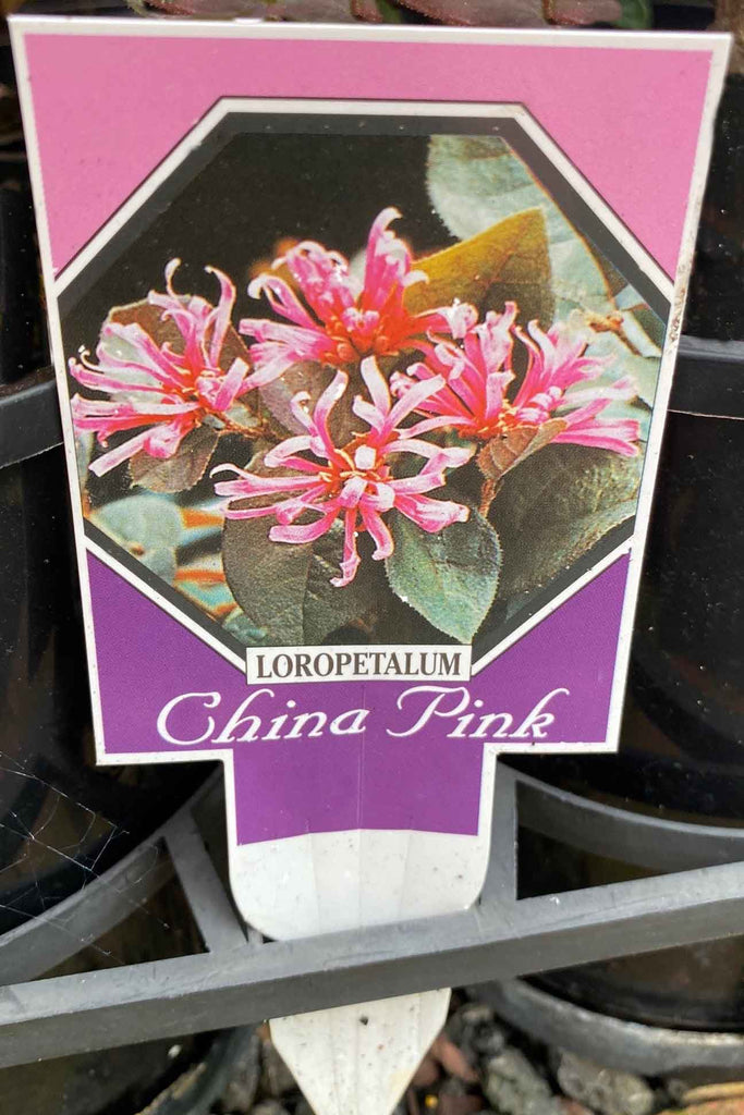 Loropetalum China Pink plant label.
