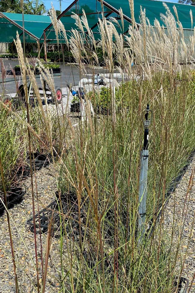 Miscanthus sinensis Sarabande flowering