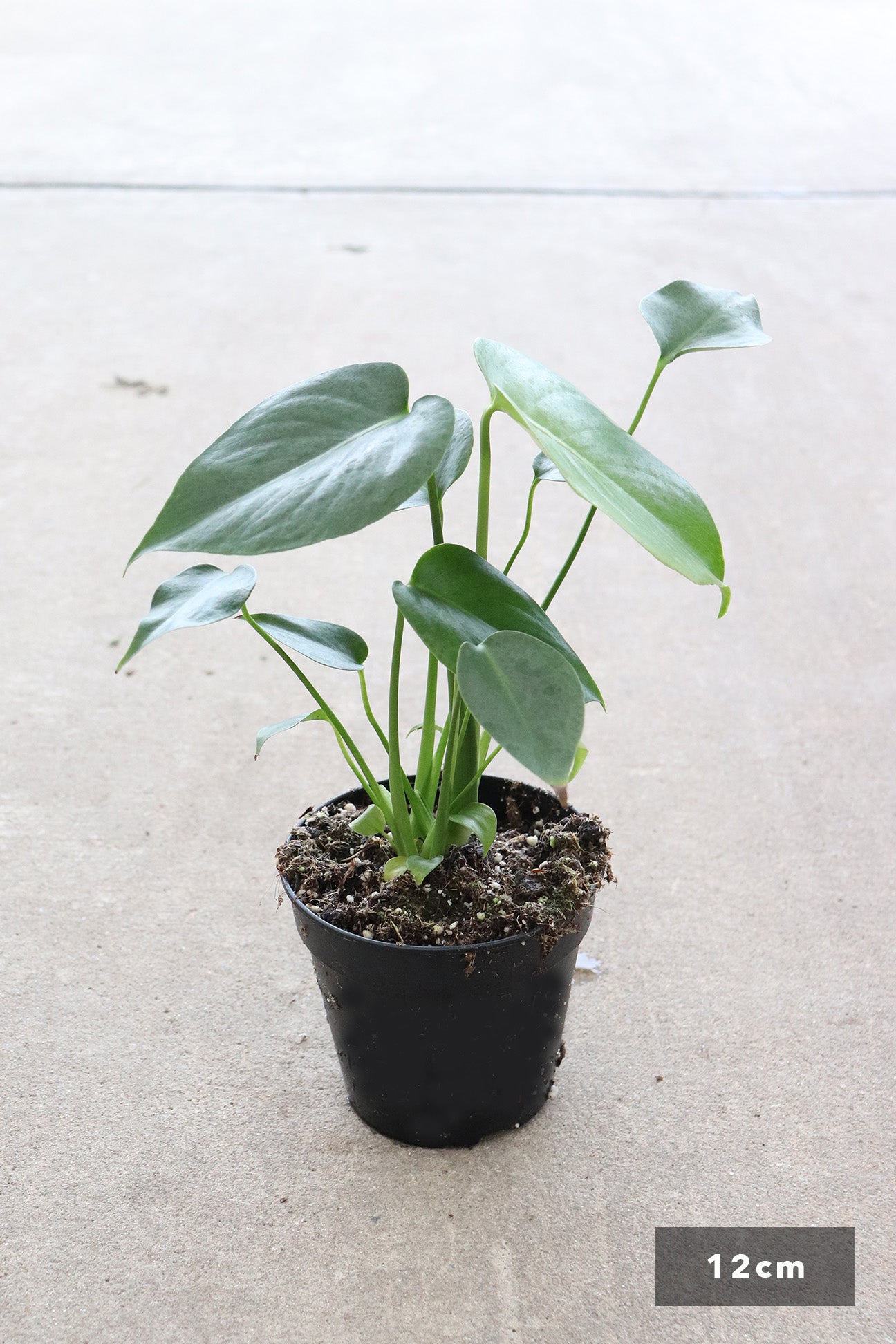 Monstera deliciosa – Dinsan Nursery