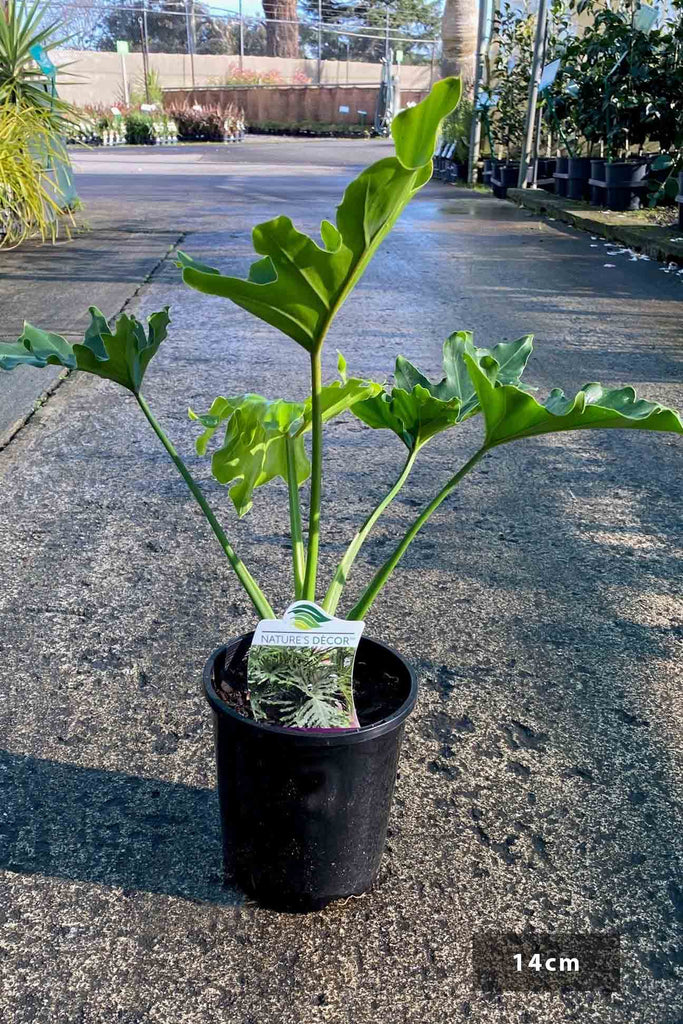 Philodendron selloum 'Hope' in a 14cm black pot