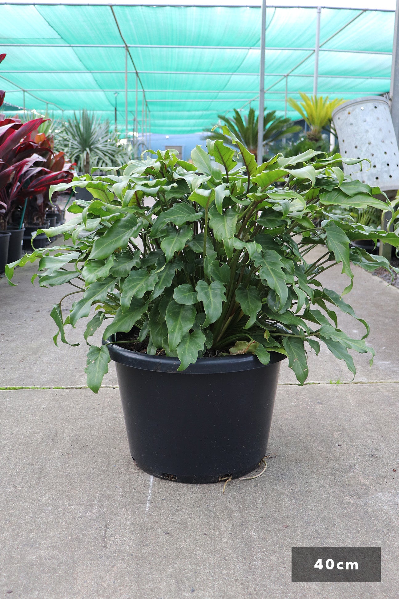 philodendron selloum vs xanadu Philodendron selloum 'Xanadu' – Dinsan Nursery