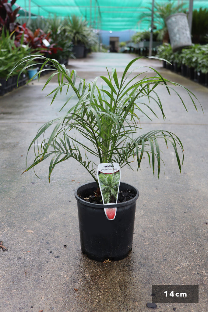 Phoenix roebelenii in a 214cm black pot