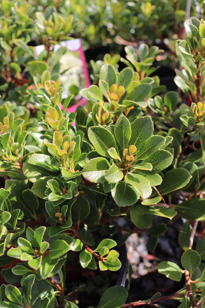 Rhaphiolepis Minikin foliage