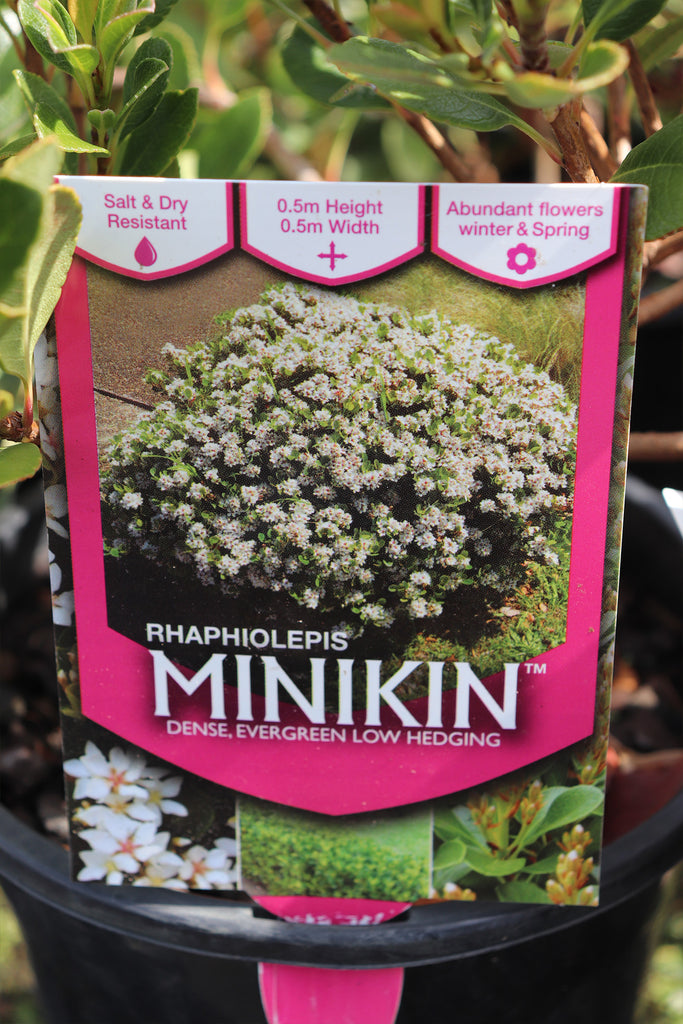 Rhaphiolepis Minikin label