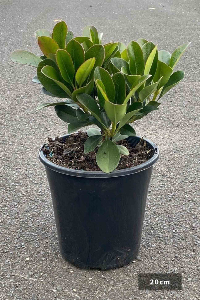 Rhaphiolepis Oriental Pearl in a 20cm black pot 