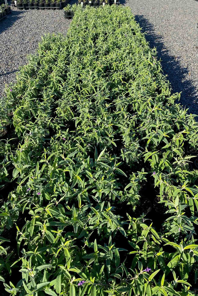 A group of Salvia leucantha in 14cm pots.