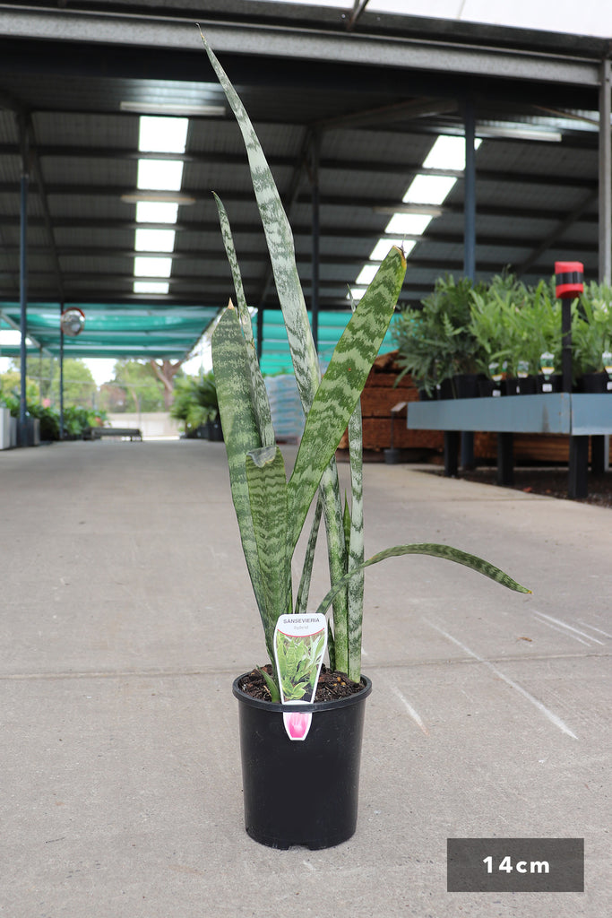 Sansevieria trifasciata in 14cm black pot