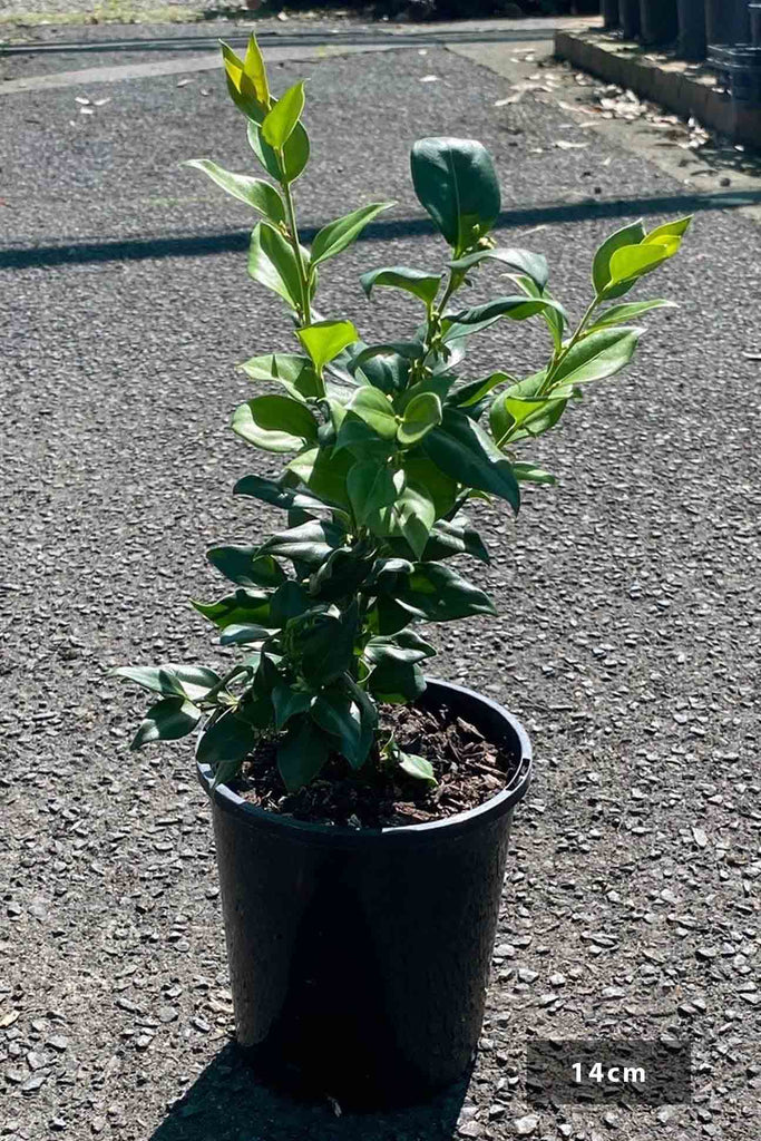 Sarcococca ruscifolia in a 14cm pot.