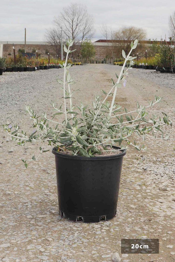 Teucrium fruticans in a 20cm black pot