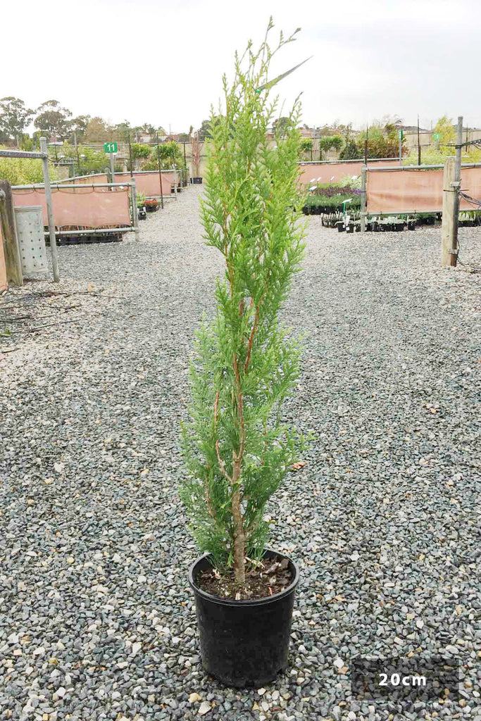 Thuja plicata 'Fastigiata' in a black 20cm pot