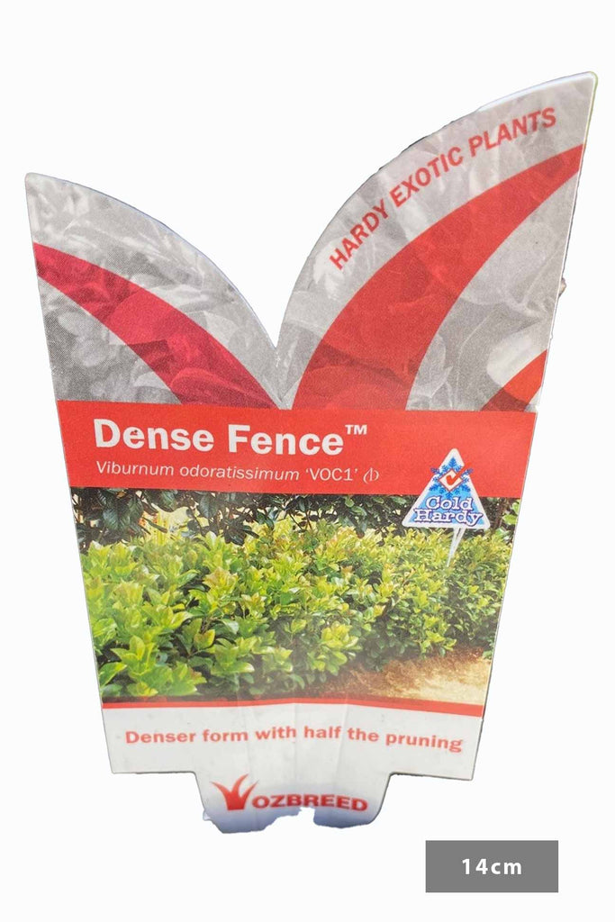 Viburnum odoratissimum Dense Fence plant label