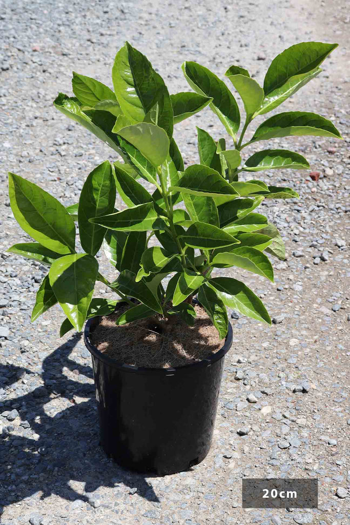 Viburnum odoratissimum Quick Fence in a 20cm black pot.