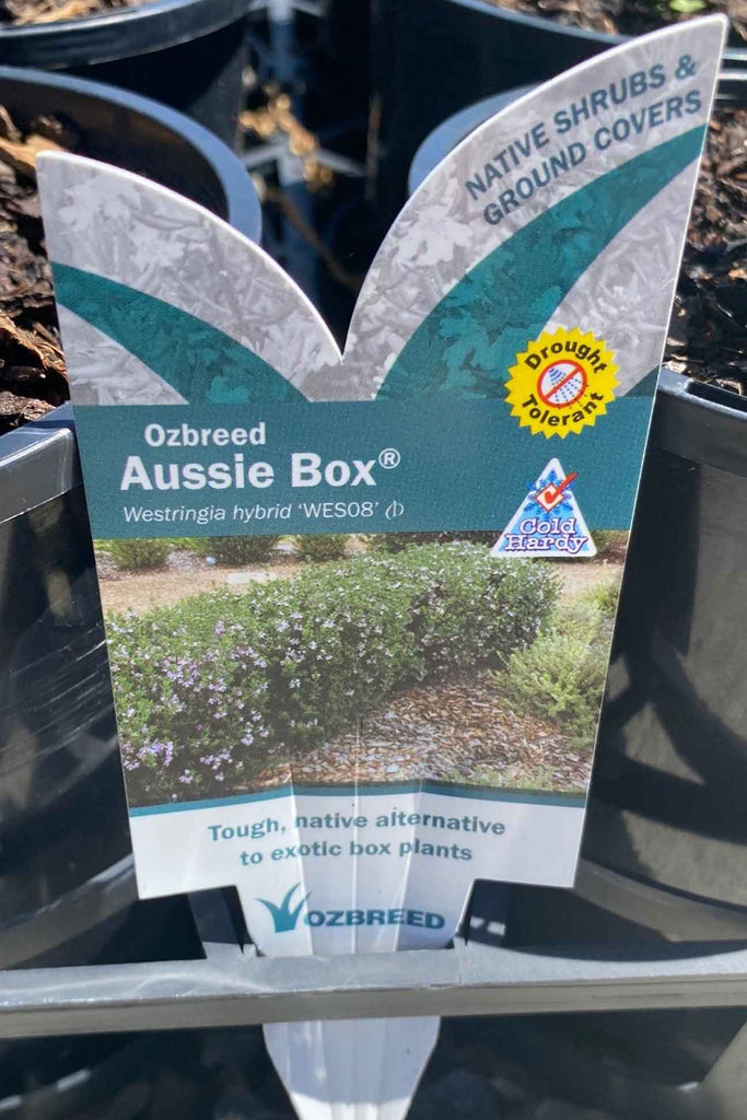 Westringia Fruticosa 'Aussie Box' plant label
