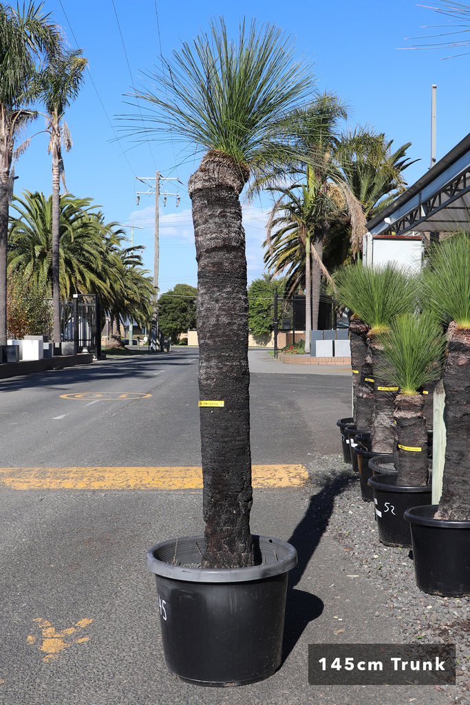 Xanthorrhoea johnsonii 145 cm trunk