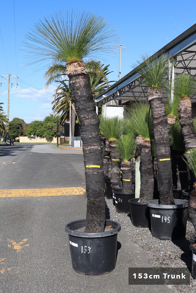 Xanthorrhoea johnsonii 153cm trunk