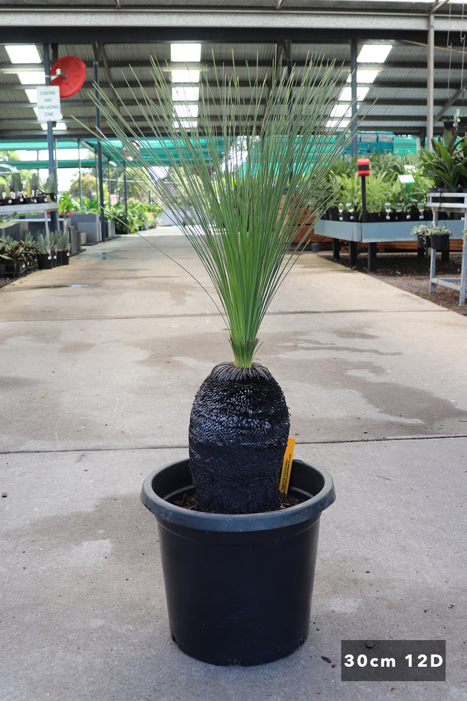 Xanthorrhoea johnsonii in 30cm pot 12D