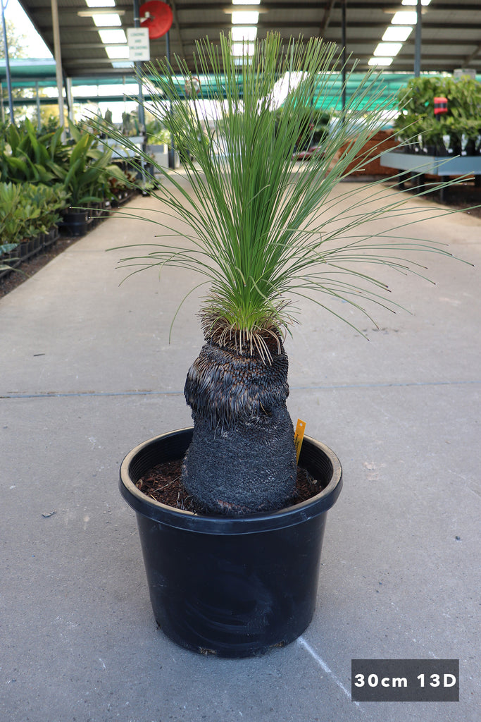 Xanthorrhoea johnsonii in 30cm pot 13D