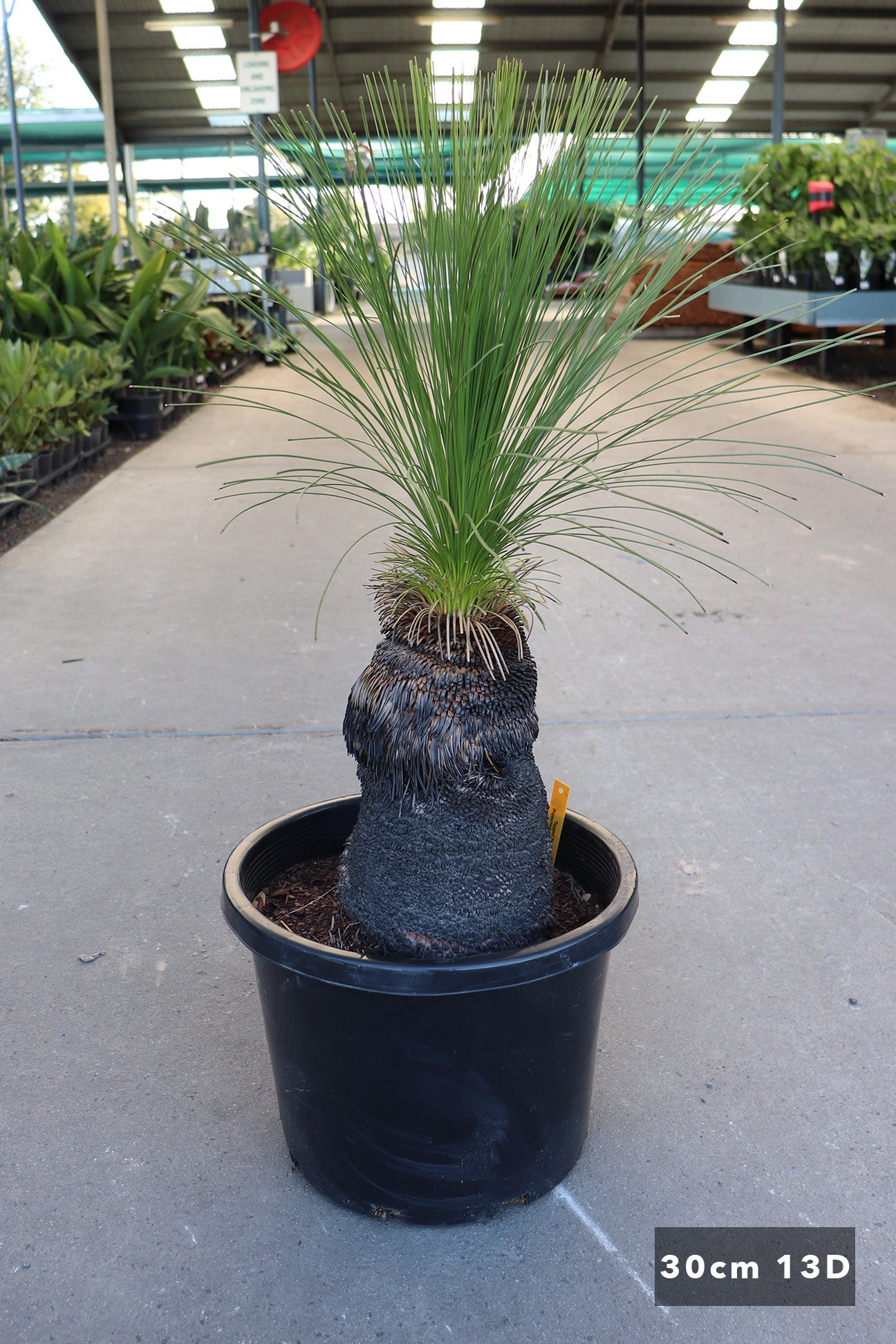 johnsonii Xanthorrhoea - | – クサントロエア Grass ジョン Nursery 