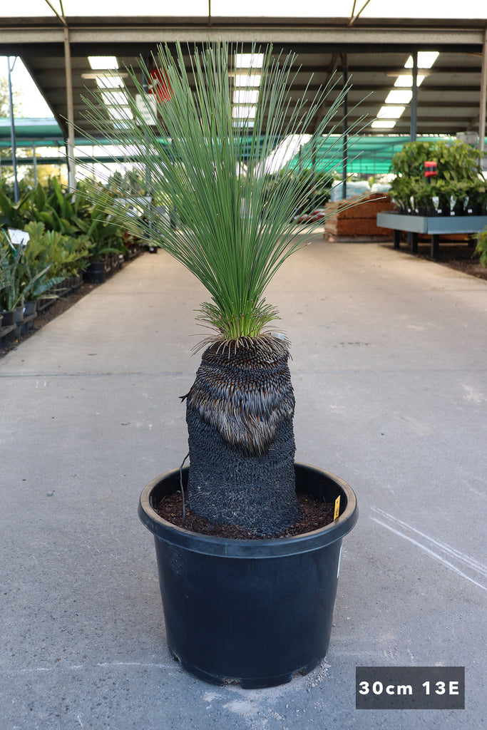 Xanthorrhoea johnsonii in 30cm pot 13E