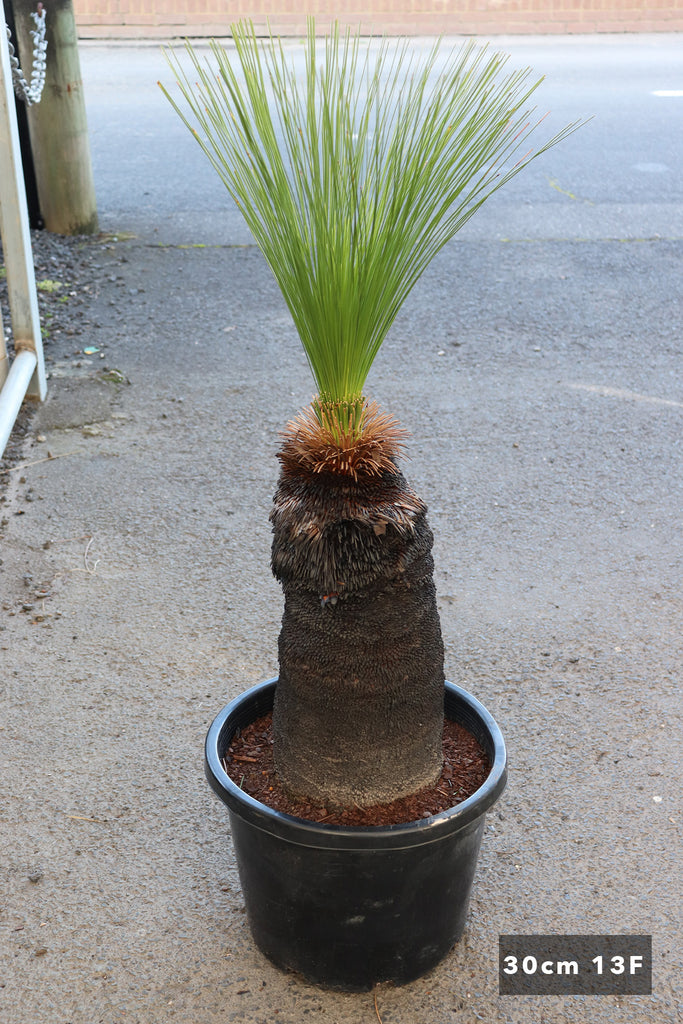 Xanthorrhoea johnsonii in 30cm pot 13F