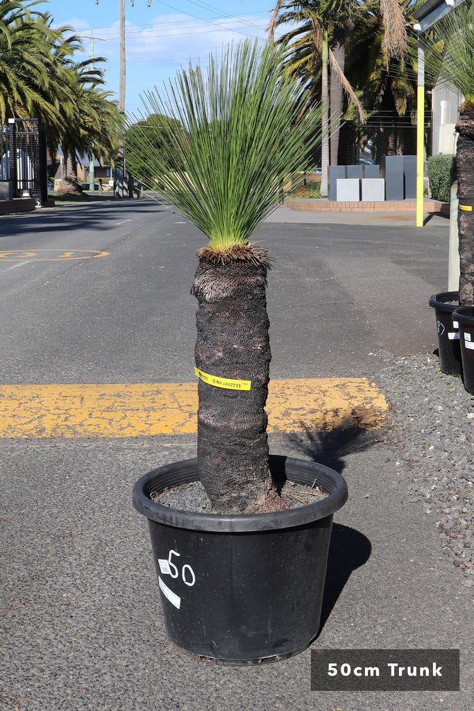 Xanthorrhoea johnsonii 50 cm trunk