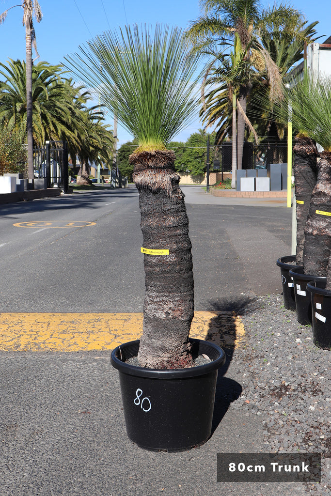 Xanthorrhoea johnsonii 80 cm trunk