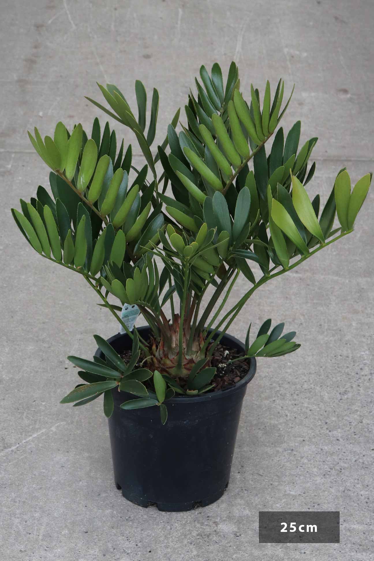Zamia furfuracea – Dinsan Nursery