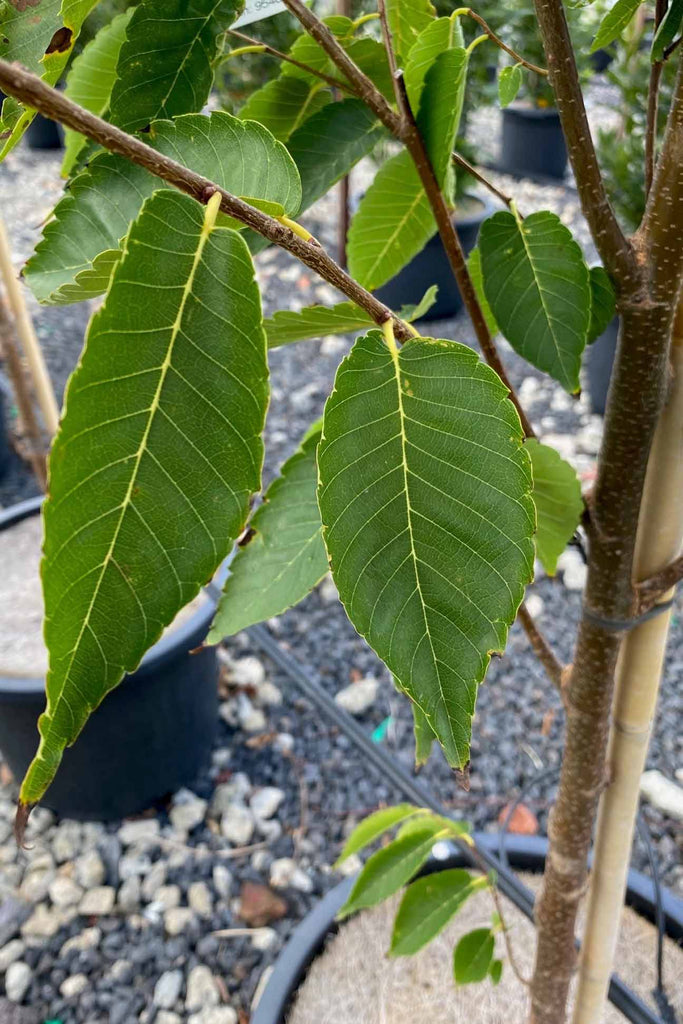  Zelkova serrata Green Vase foliage.