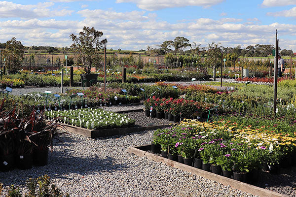 A photo of a Trade Market Stall at Dinsan Nursery. There are over 150 wholesale nurseries and growers who sell their plants at Dinsan Nursery.