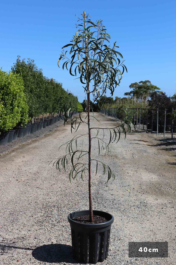 Acacia implexa in a 40cm black pot