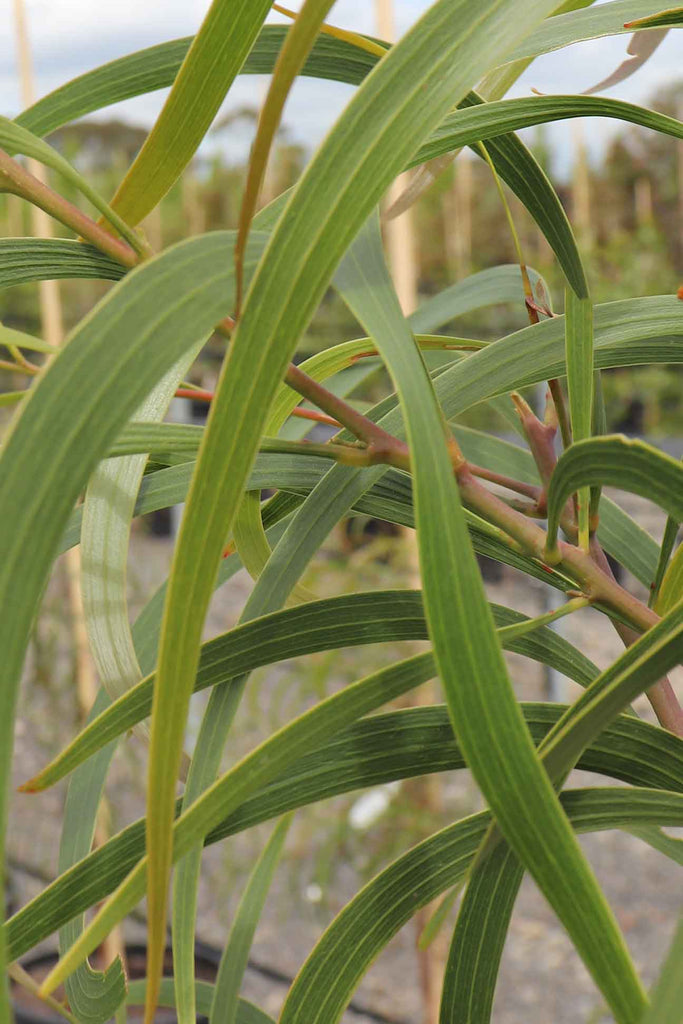 A close up Image of Acacia Implexa green foliage