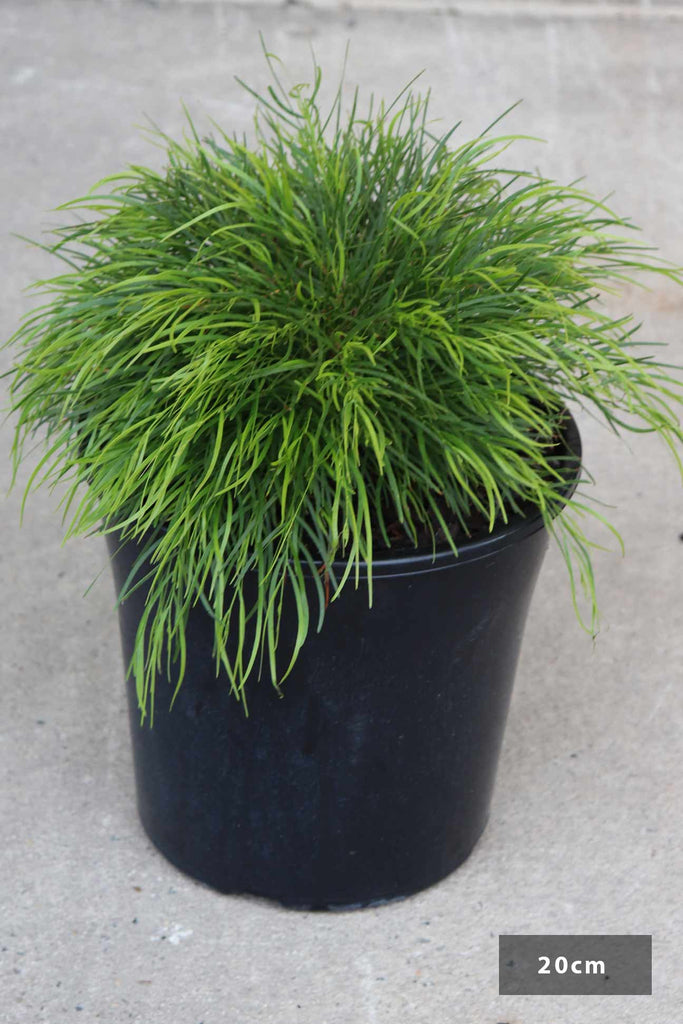 Acacia cognata Limelight in a 20cm black pot