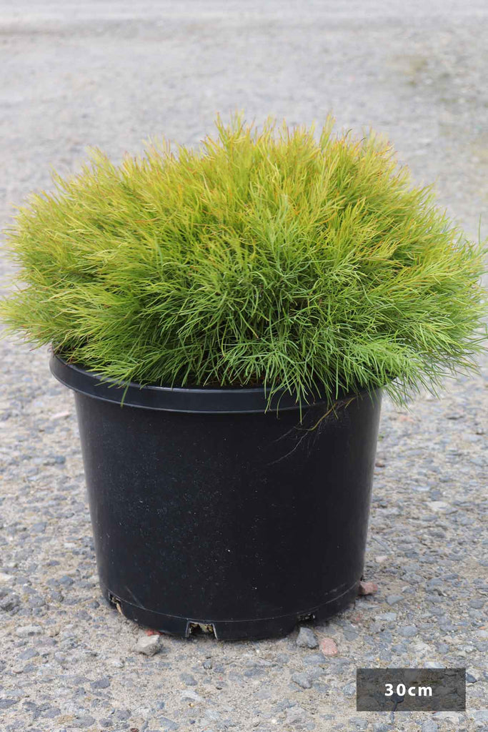 Acacia cognata 'Limelight' in a 30cm black pot