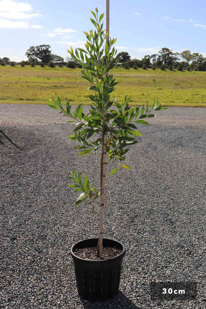 Acacia melanoxylon in a 30cm plack pot