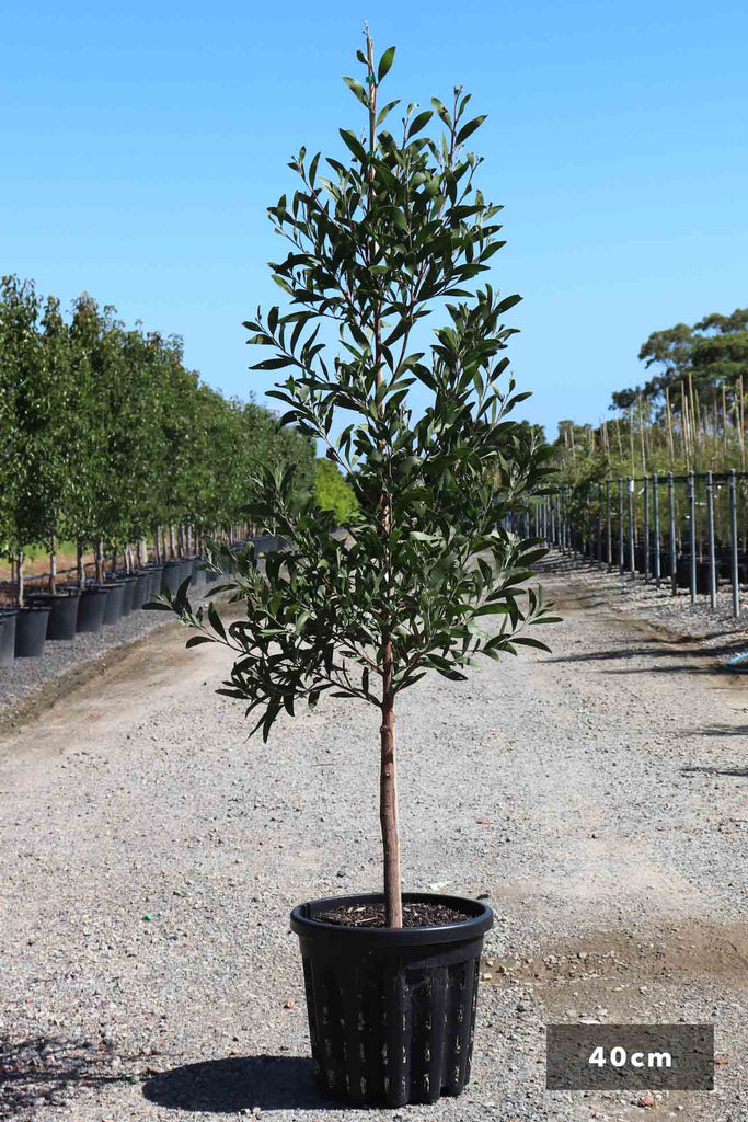Acacia melanoxylon in a 40cm black pot