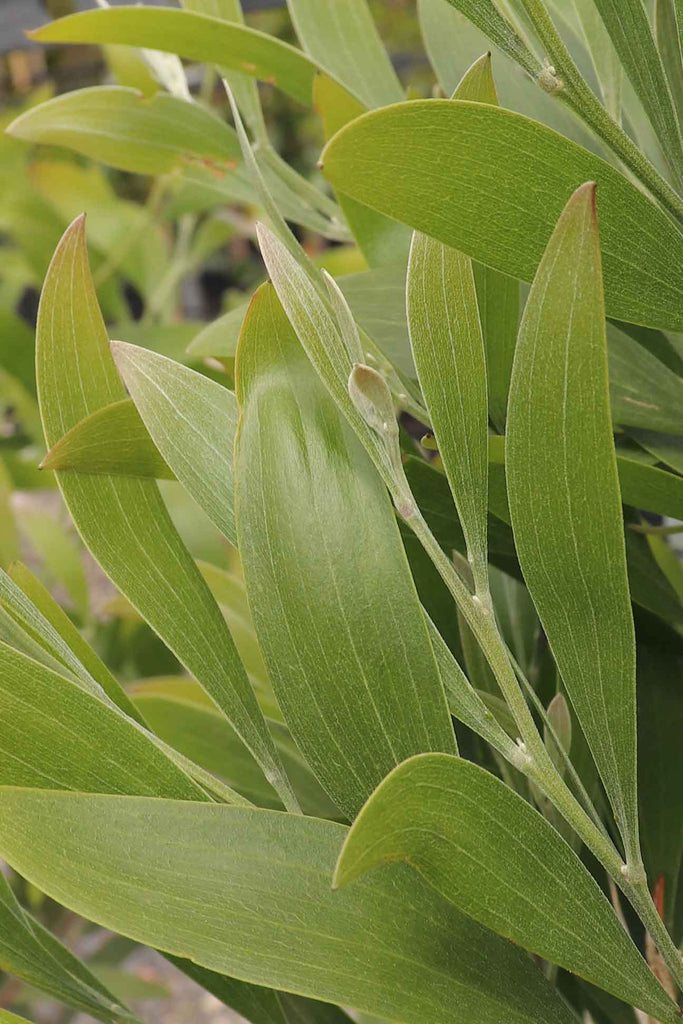 Close Up Image of Acacia Melanoxylon Green Foliage