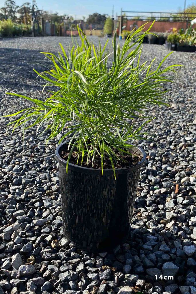 Acacia cognata Mini Cog in a 14cm black pot