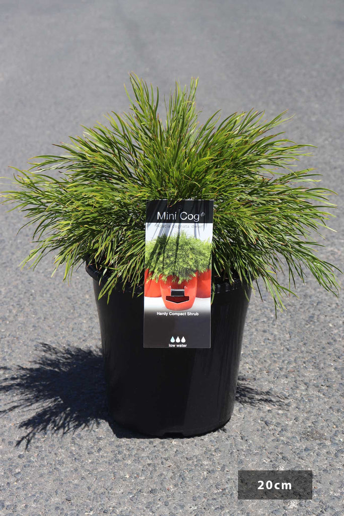 Acacia cognata Mini Cog in a 20cm black pot