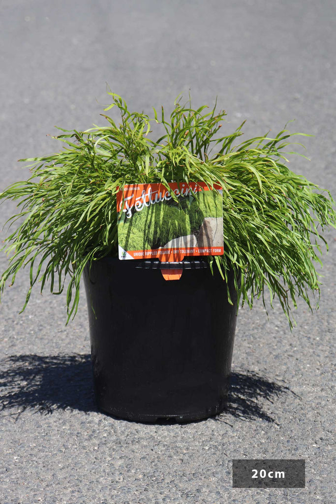 Acacia cognata Fettuccini in a 20cm black pot