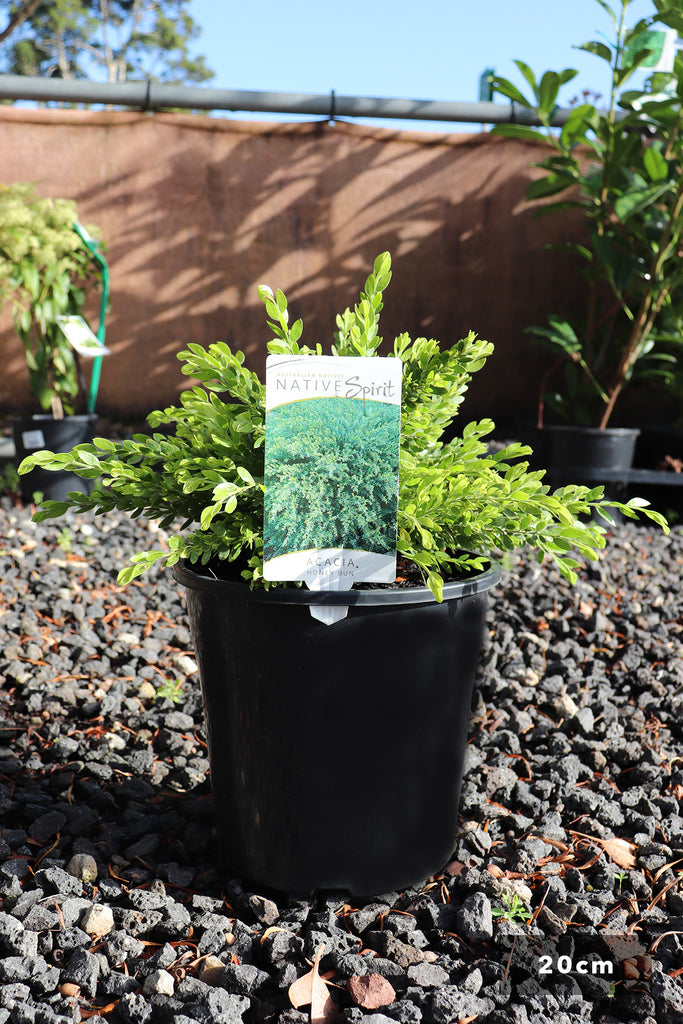 Acacia howittii ‘Honey Bun’ in a 20cm black pot