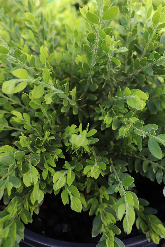 Acacia howittii ‘Honey Bun’ foliage