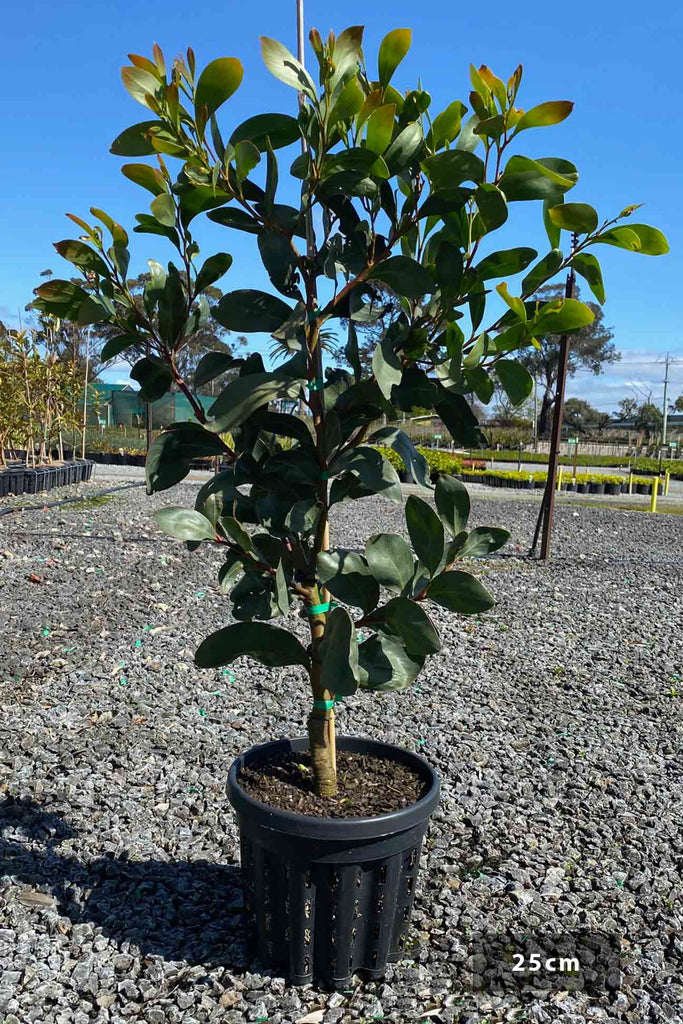 Acacia pycantha in a 25cm air-pruned pot.