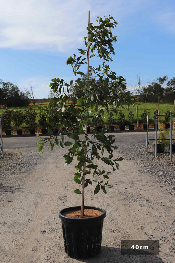 Acacia pycantha in a 40cm air-pruned pot.