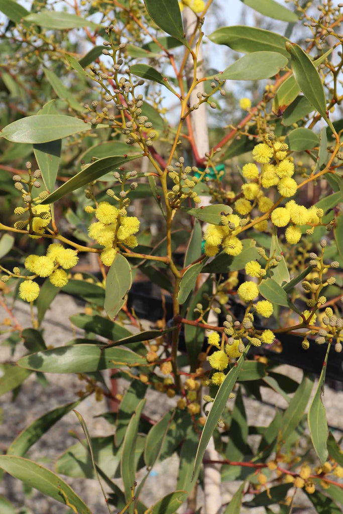 Acacia pycantha flowers